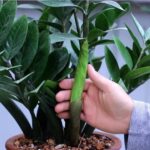 Cây kim tiền kỵ nhất người thuộc 2 mệnh này: Đừng trồng trong nhà kẻo tiêu tài tán lộc