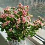 3 loại hoa ‘đẻ ra vàng’, dù nghèo đến mấy cũng nên trồng 1 chậu, cuộc sống thuận lợi, nở hoa là điềm lành